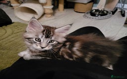 Maine Coon cats for sale: Maine Coon kittens for sale CF81  - Image 14