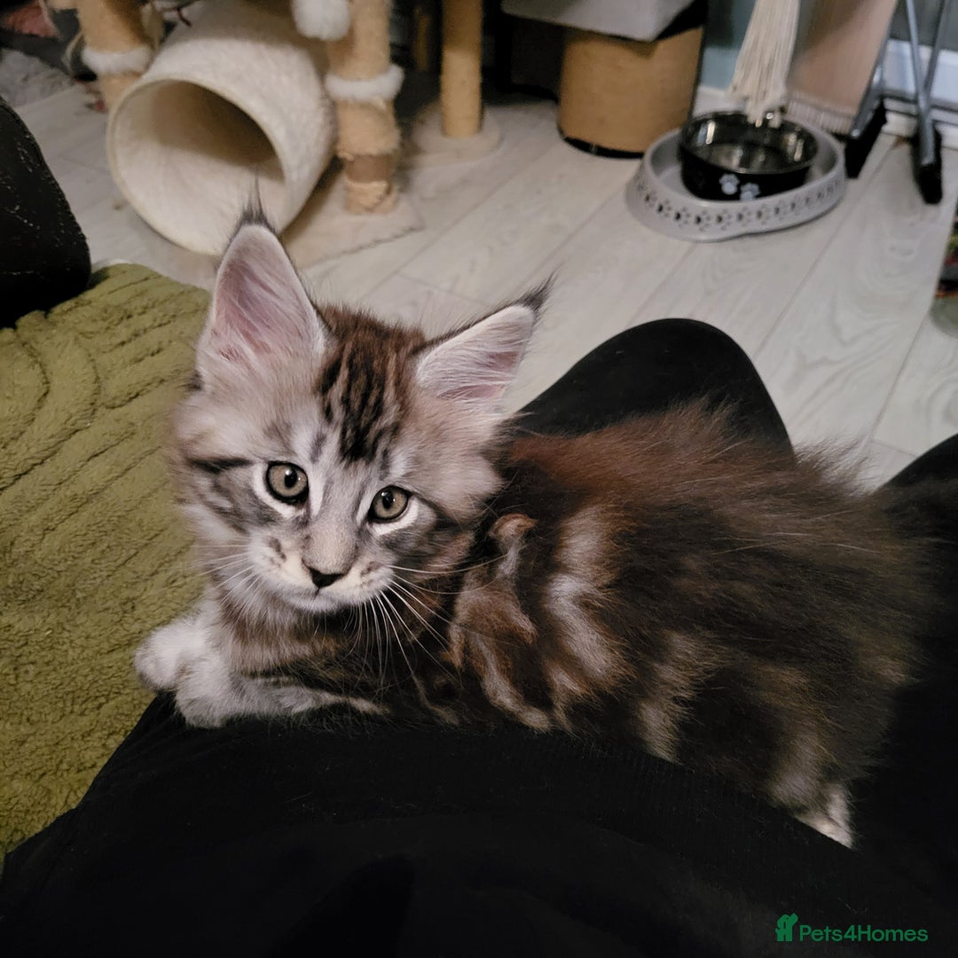 Maine Coon cats for sale: Maine Coon kittens for sale CF81  - Image 14