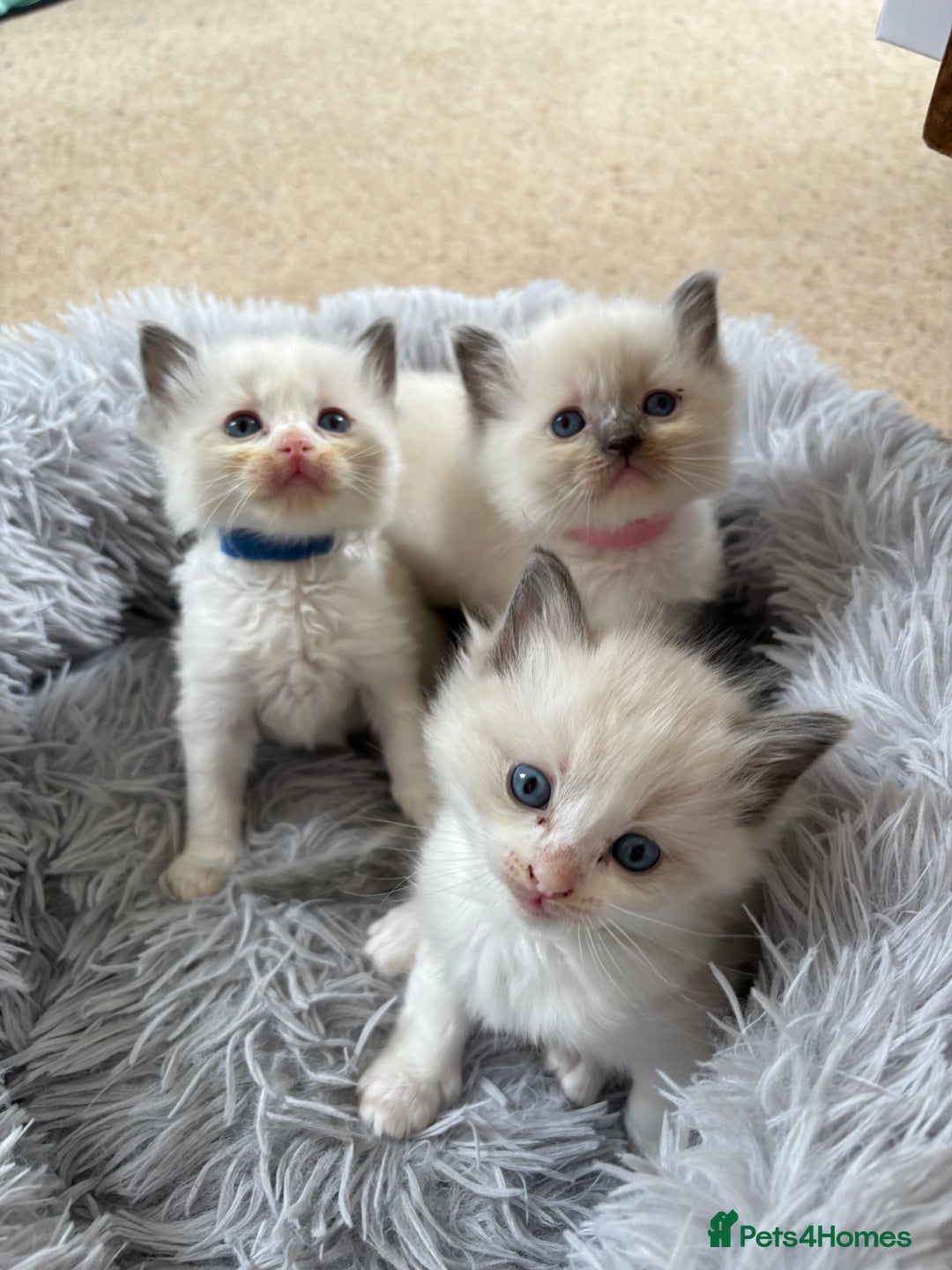 Ragdoll cats for sale: Purebred Blue Mitted Ragdoll Kittens - Image 2