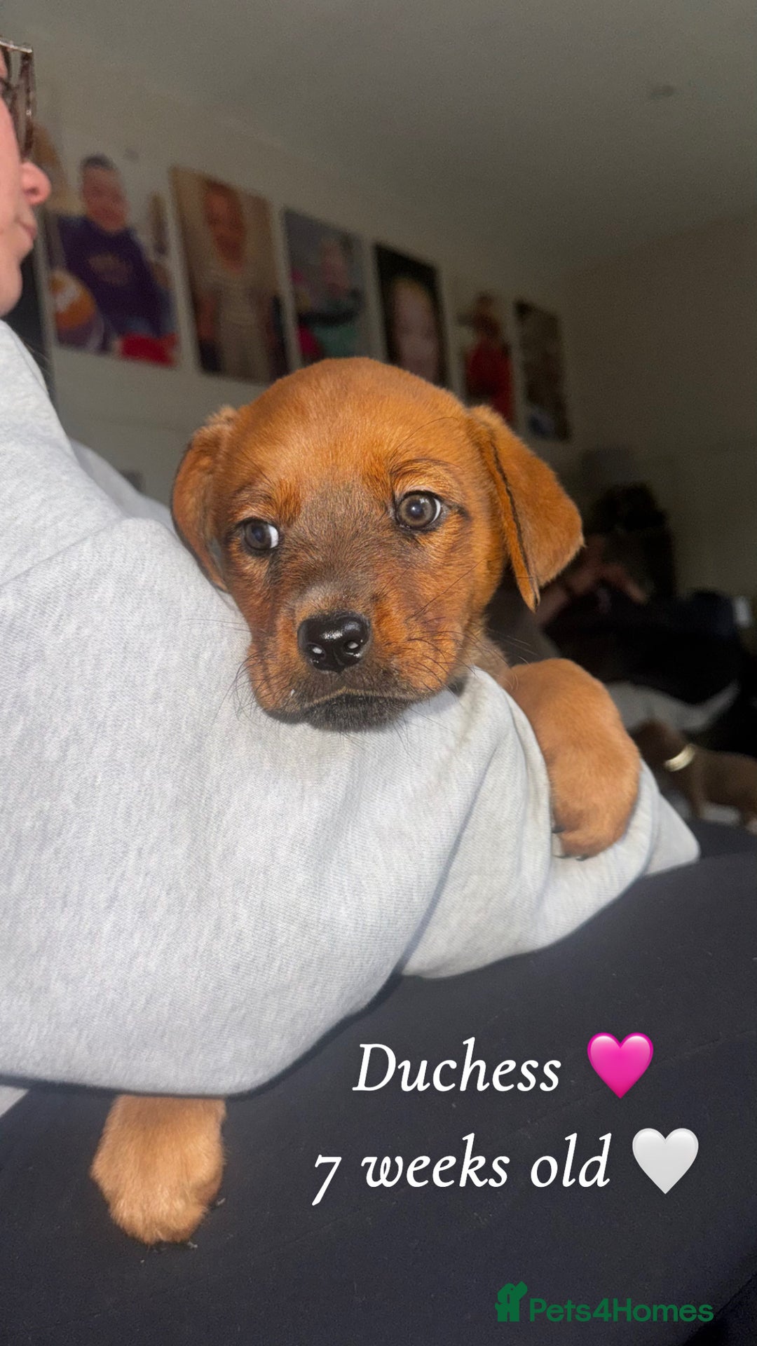Mixed Breed dogs for sale: Rottweiler X American Bulldogs  - Image 2