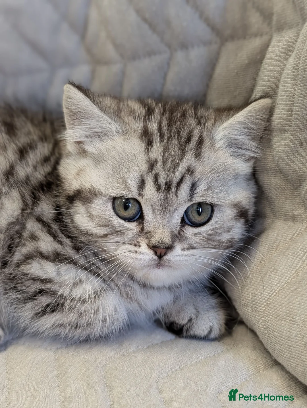 British Shorthair cats for sale: British Shorthair Teddy Bear Kittens For Sale! - Advert 23