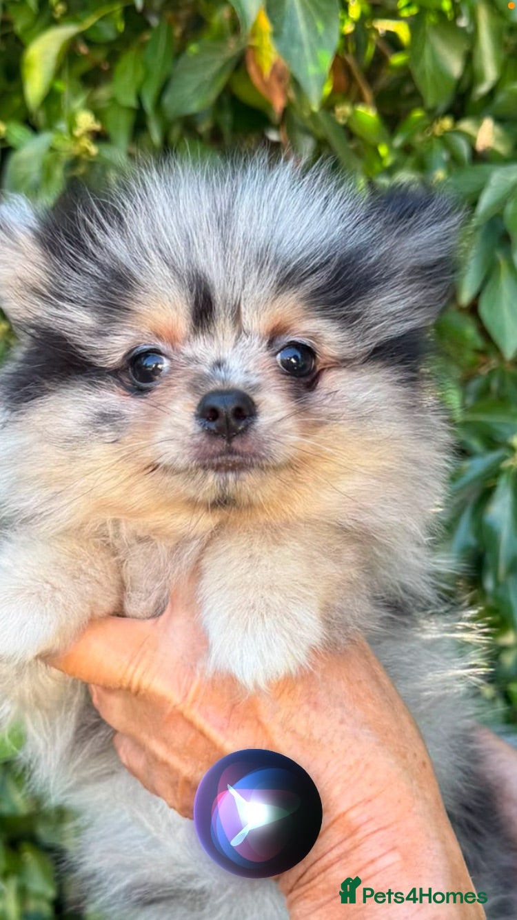 Pomeranian dogs Beautiful Pomeranian Puppies - Advert 1