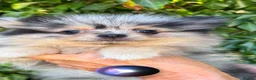 Pomeranian dogs for sale: Beautiful Pomeranian Puppies ready now!! - Advert 1