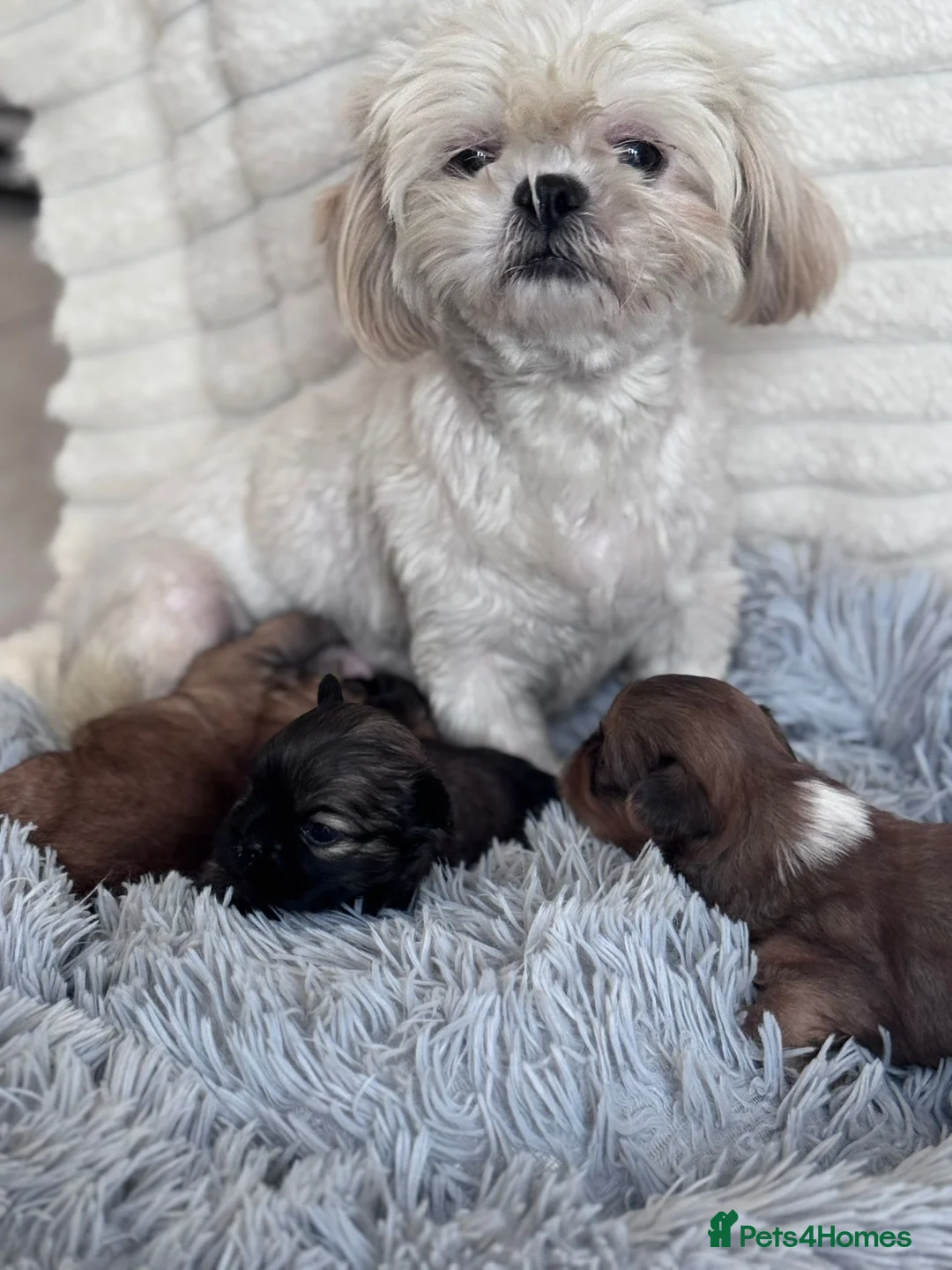 Shih Tzu dogs for sale: KC reg standard shihtzu - Advert 1