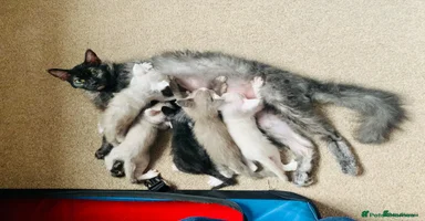 LaPerm cats Sweet LaPerm Kitten - Advert 4