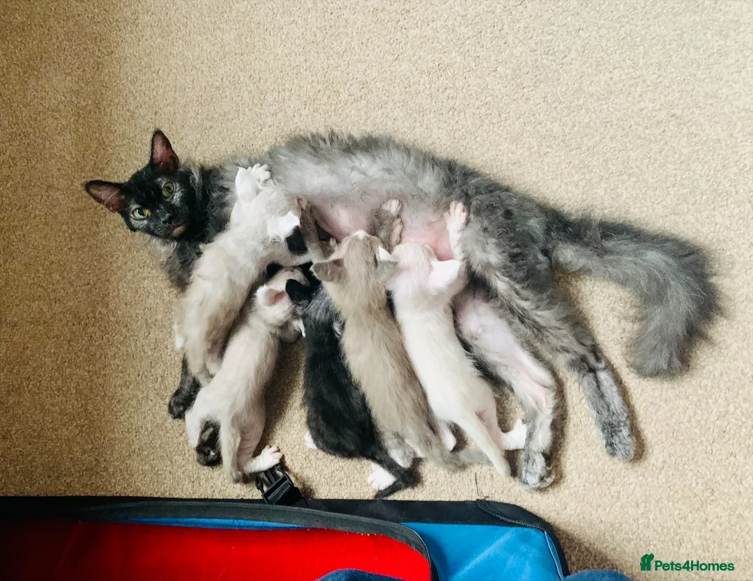 LaPerm cats for sale: Sweet LaPerm Kitten - Advert 3