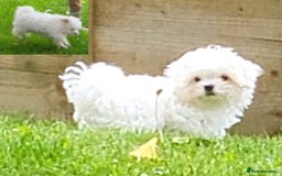 Maltese dogs for sale: Small Fluffy KC Maltese Puppy Family Raised & Love - Image 1
