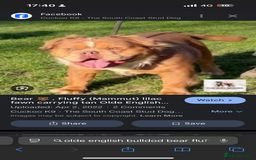 Olde English Bulldogge dogs for stud: LILAC TRI CARRYING FLUFFY - Image 9