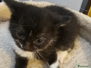 Mixed Breed cats Now only 2 lovely kitten left 😸 - Advert 13