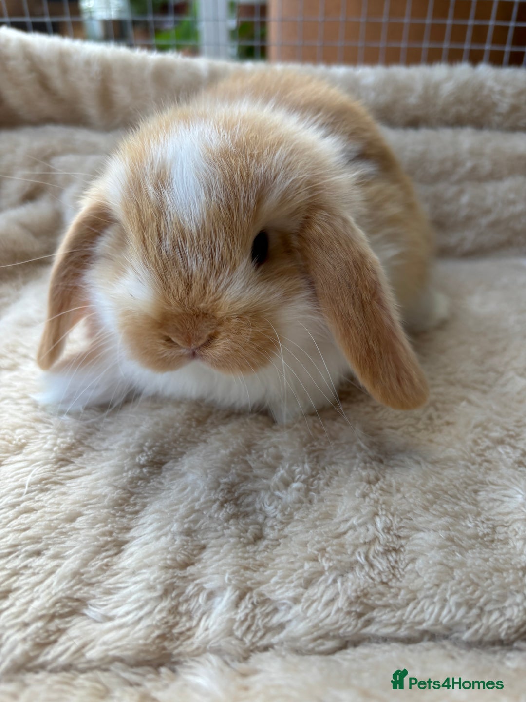 Mini Lop rabbits for sale: Adorable mini lop bunnies  - Image 5