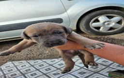 Mixed Breed dogs for sale: Belgian malinois/ border collie  - Image 24