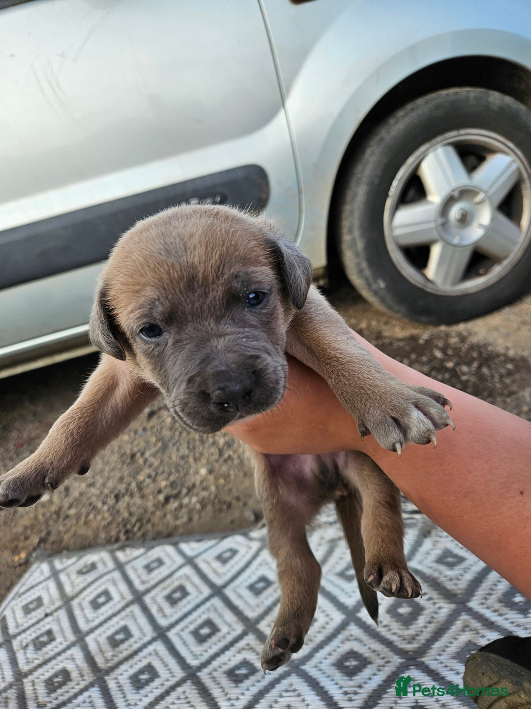 Mixed Breed dogs for sale: Belgian malinois/ border collie  - Image 24