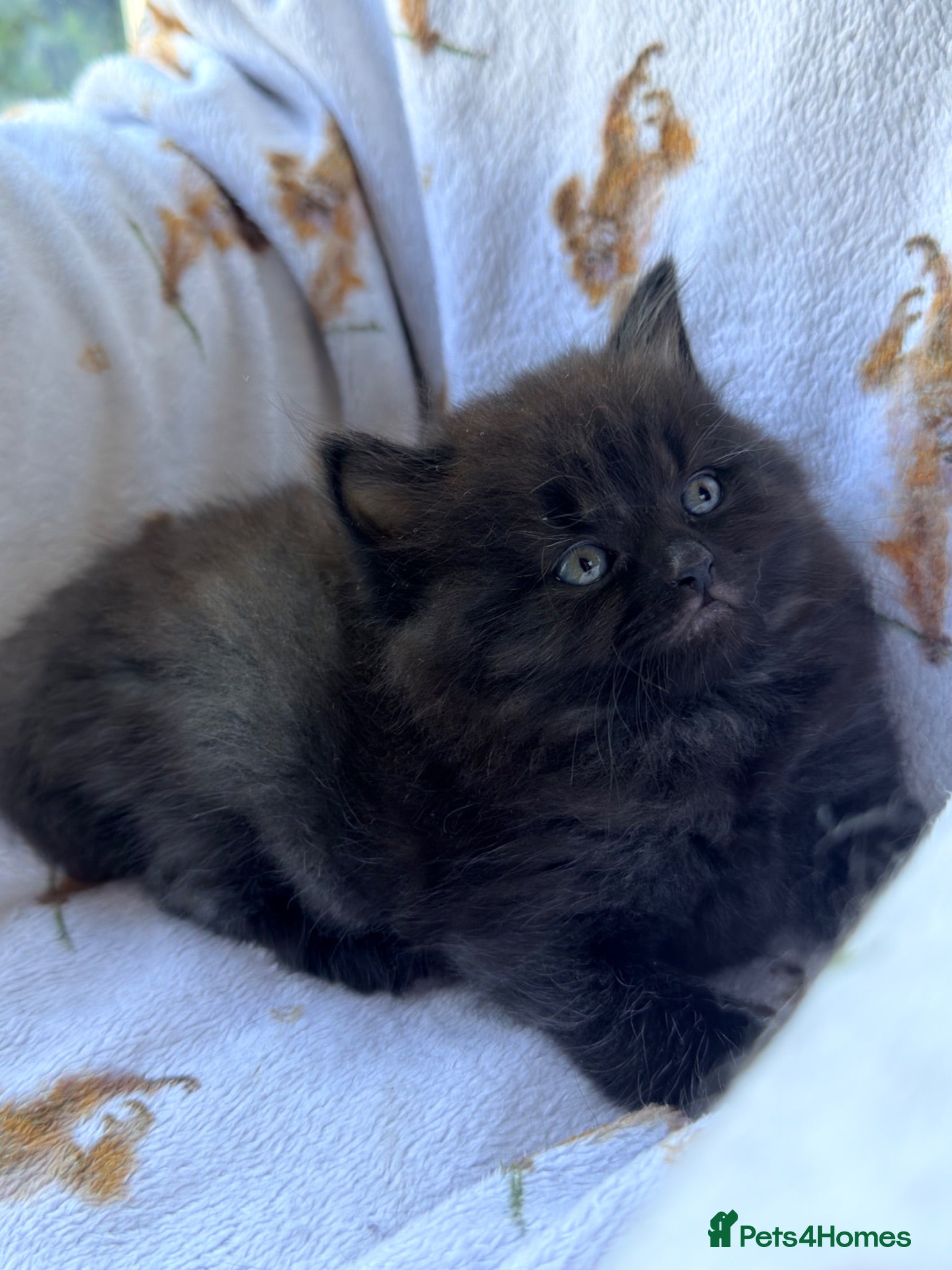 Mixed Breed cats British shorthair ragdoll mix  - Advert 12