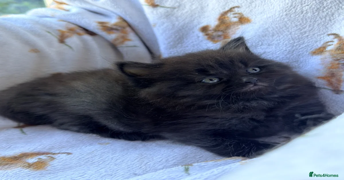 Mixed Breed Kittens for sale in Bognor Regis, West Sussex | Pets4Homes
