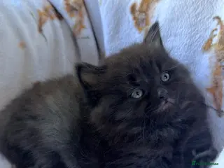 Mixed Breed cats British shorthair ragdoll mix - Advert 12