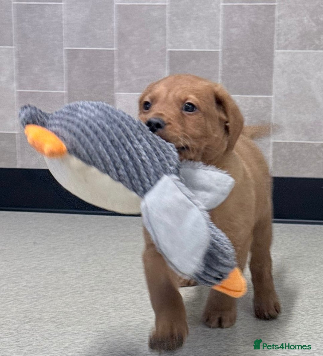 Cockerdor dogs for sale: Two beautiful Labrador x cocker spaniel puppies   - Advert 3