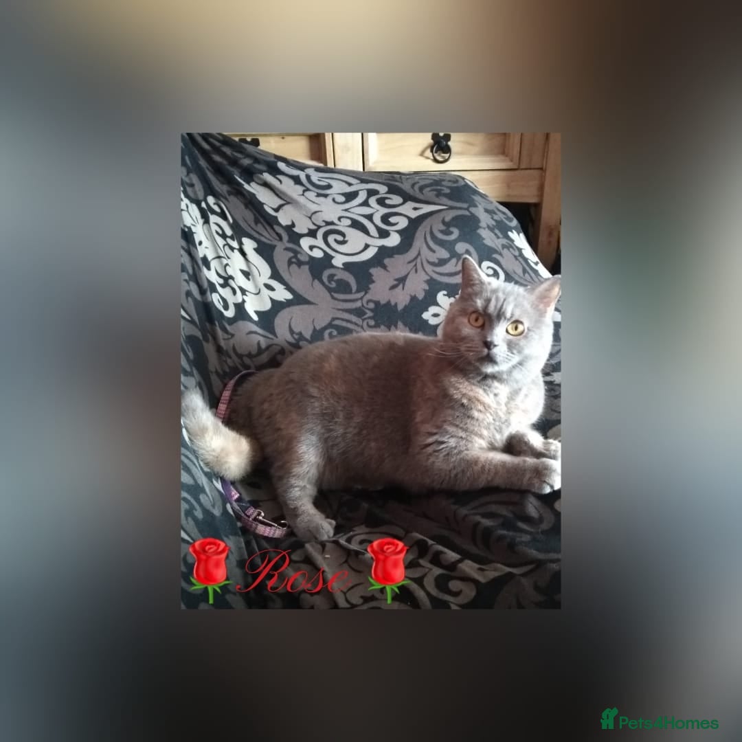British Shorthair cats for sale: ♥️ Fun Loving British Shorthair Kittens♥️ - Image 32