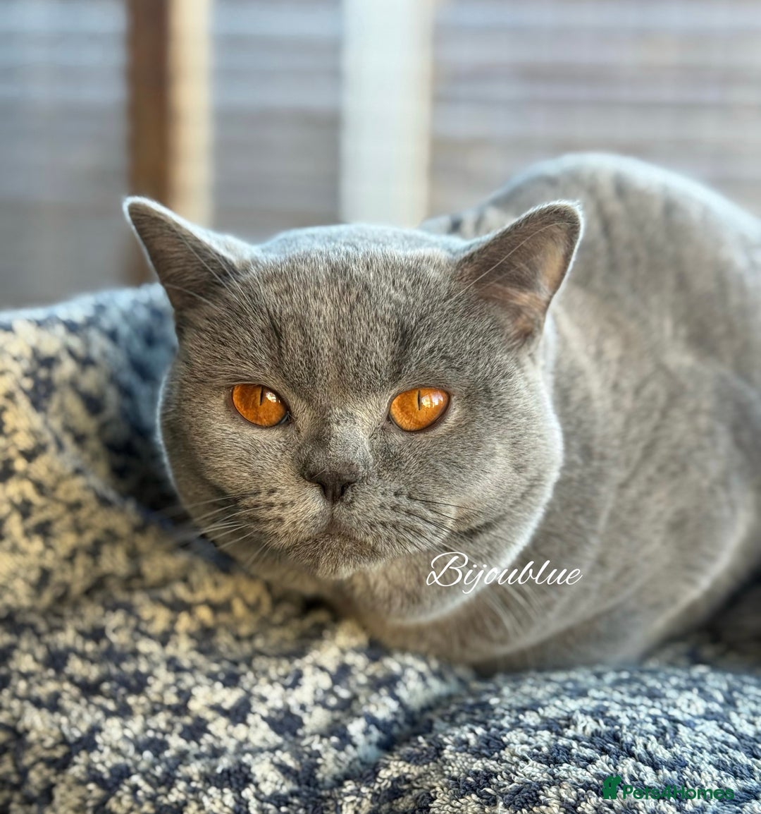 British Shorthair cats for stud: Brand New Import For Stud • World-Class Type - Advert 3