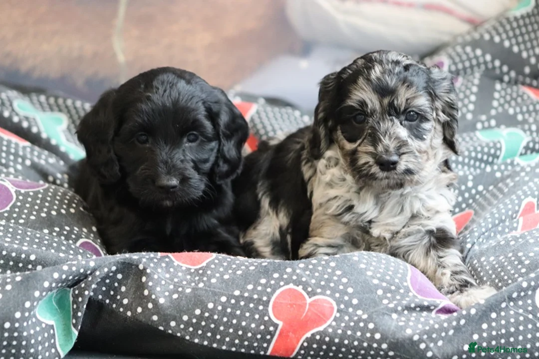 Cockapoo dogs for sale: F1 Cockapoo puppies for sale! - Advert 1