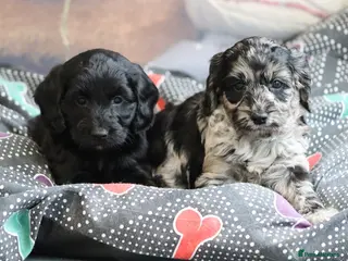 Cockapoo dogs F1 Cockapoo puppies for sale! - Advert 1