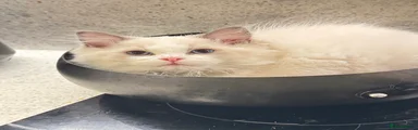 Ragdoll 6
