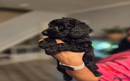 Cockapoo dogs for sale: Cockapoo - Image 5