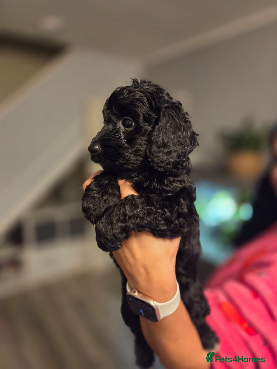Cockapoo dogs for sale: Cockapoo - Image 5