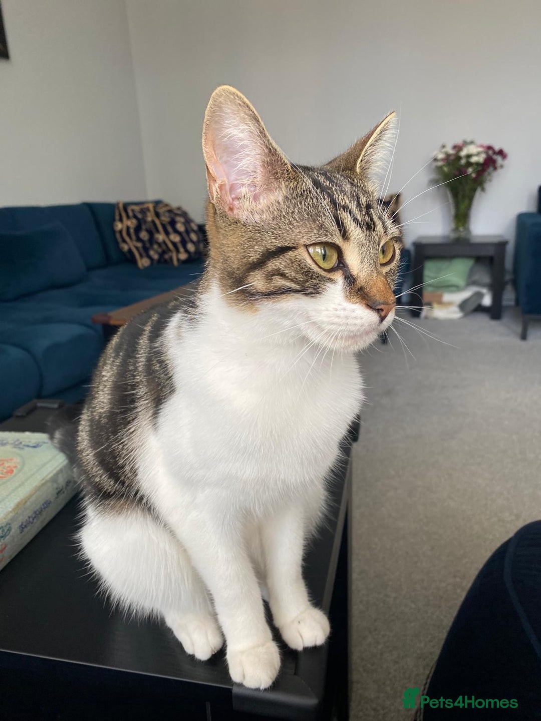 Mixed Breed cats for sale: FREE TABBY - Image 3