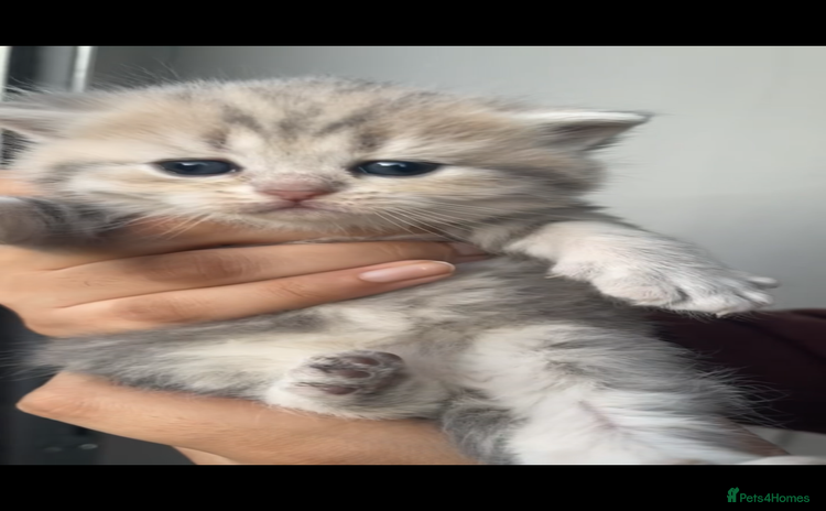 Scottish Fold cats - Advert 1