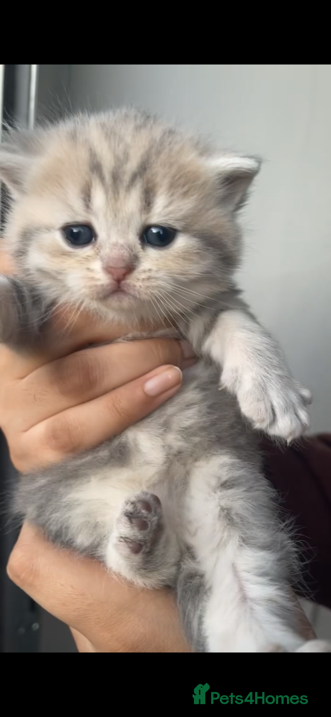 Scottish Fold cats for sale: ❤️ Persian Fold Rare Mix ❤️ - Image 2