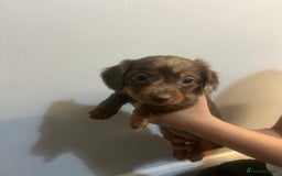 Miniature Dachshund dogs for sale: Gorgeous Miniature Dachshunds - Image 11