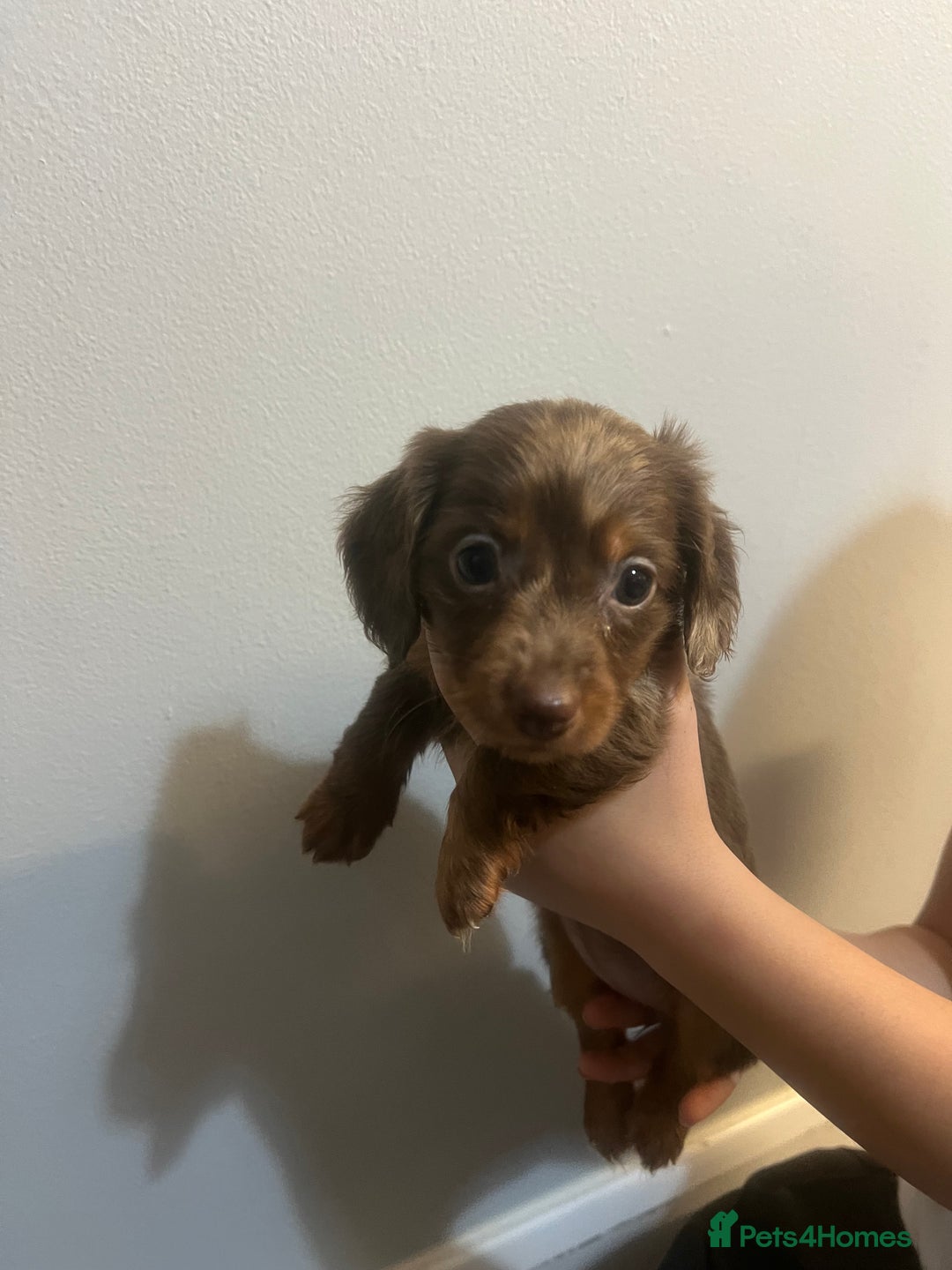 Miniature Dachshund dogs for sale: Gorgeous Miniature Dachshunds - Image 11