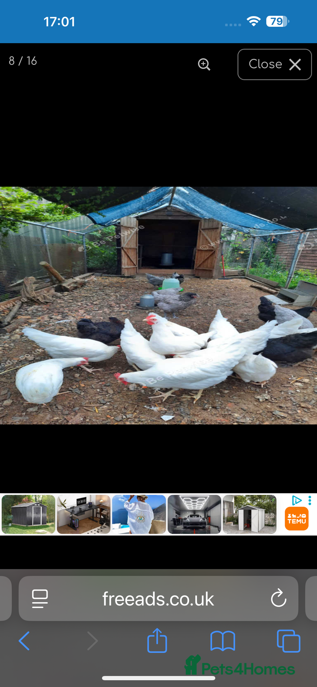 Chickens poultry for sale: Loham brown hens - Advert 3