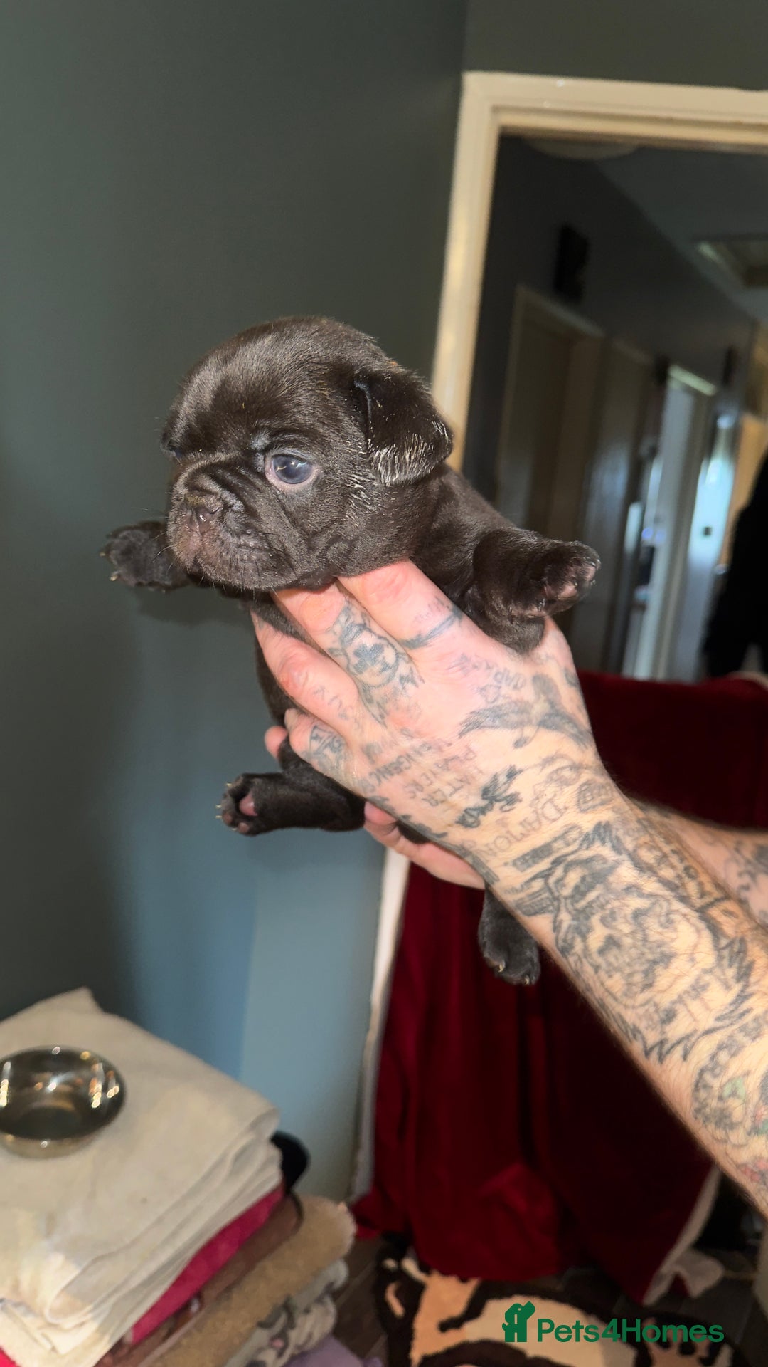 French Bulldog dogs for sale: Stunning litter of frenchies  - Advert 14