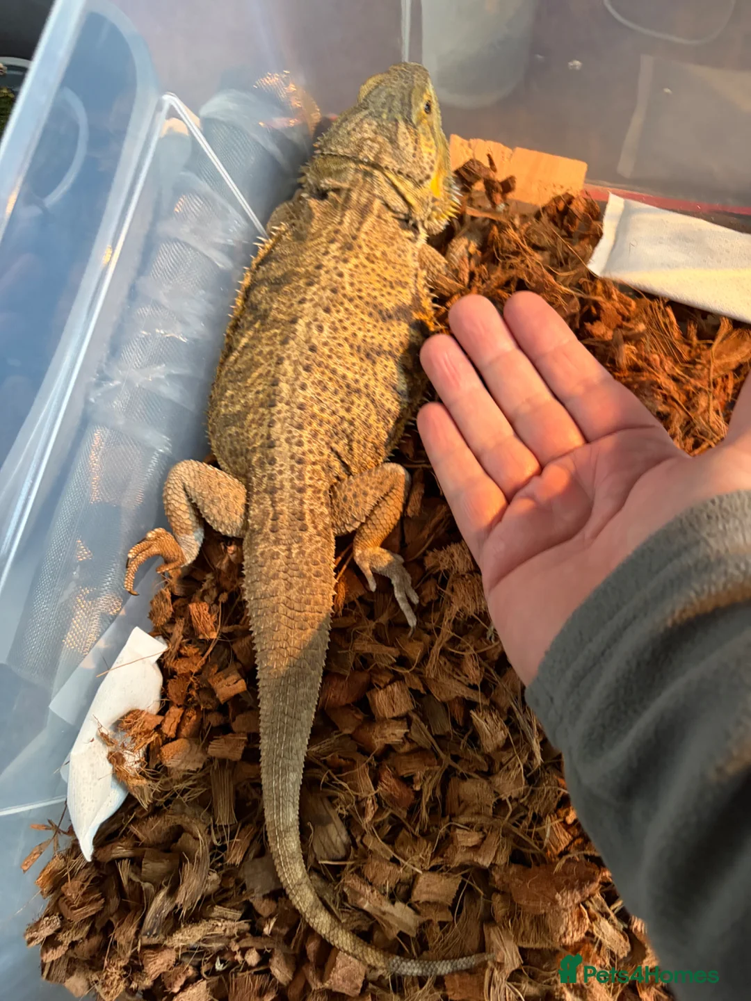 Bearded Dragon reptiles for sale: Female Bearded Dragan for sake - Advert 3