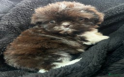 Shih Tzu dogs for sale: Chocolate and cream pedigree shitzu puppy’s - Image 8