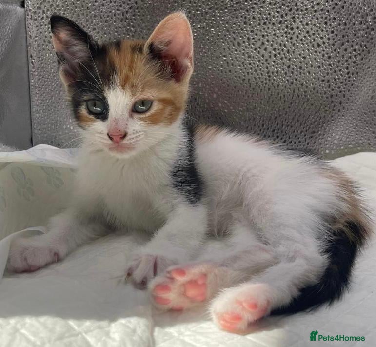 Mixed Breed cats Stunning mixture of kittens - Advert 2