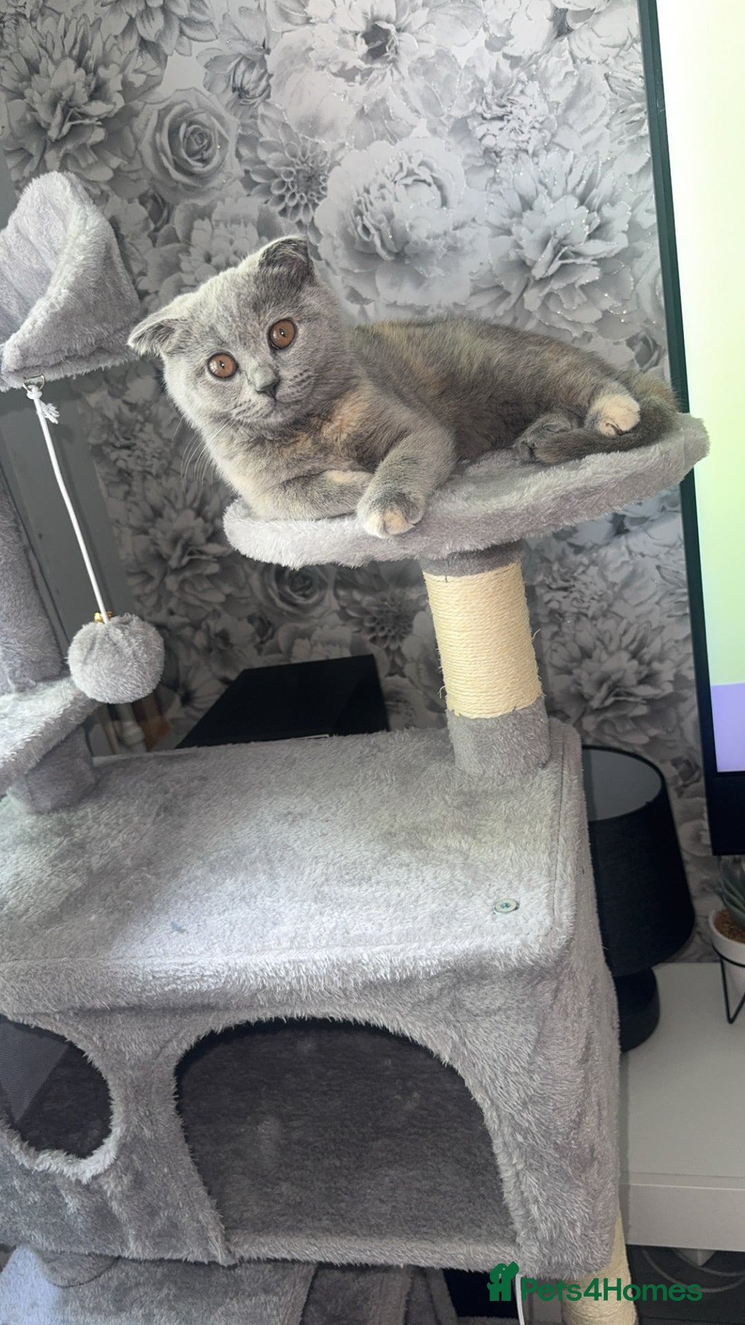 Scottish Fold cats for sale: Female Scottish fold  - Image 3
