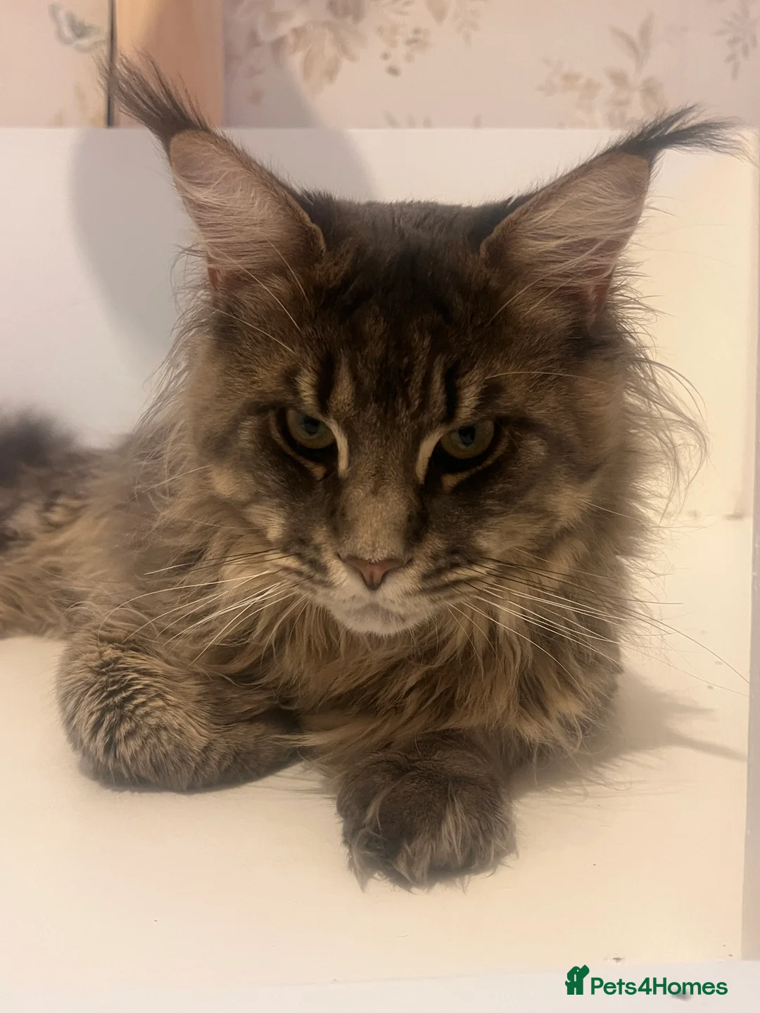 Maine Coon cats for sale: Maine coon kittens - Advert 11