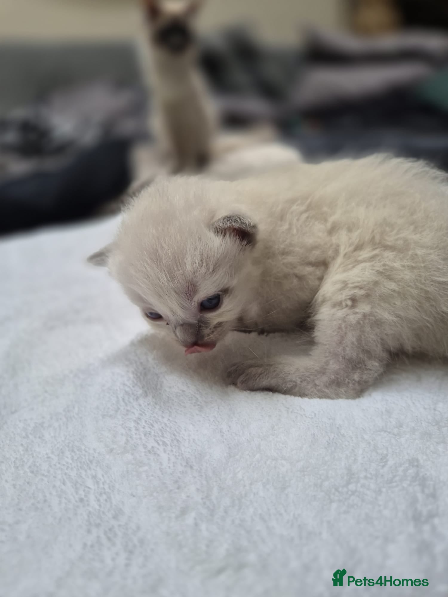 Ragdoll cats for sale: Beautiful Ragdoll Kittens Looking for Loving Homes - Advert 3