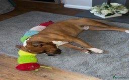 American Bull Staffy dogs for sale: Male American staff - Image 3