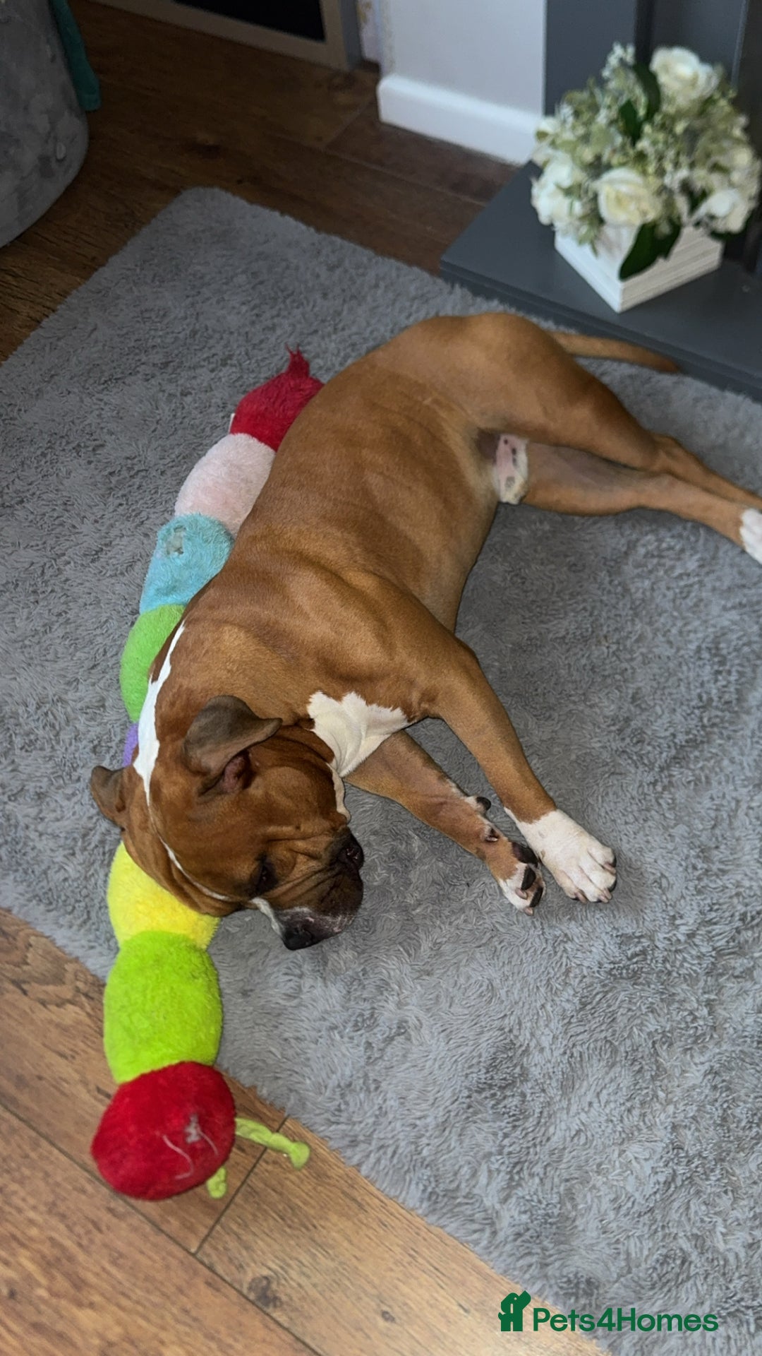 American Bull Staffy dogs for sale: Male American staff - Image 3