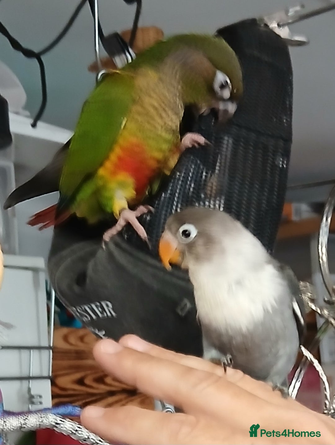 Parakeets birds for sale: Handreared Conures! Kakariki and lovebirds  - Image 15