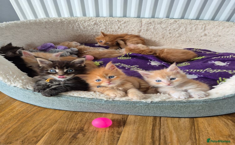 Maine Coon cats - Advert 3
