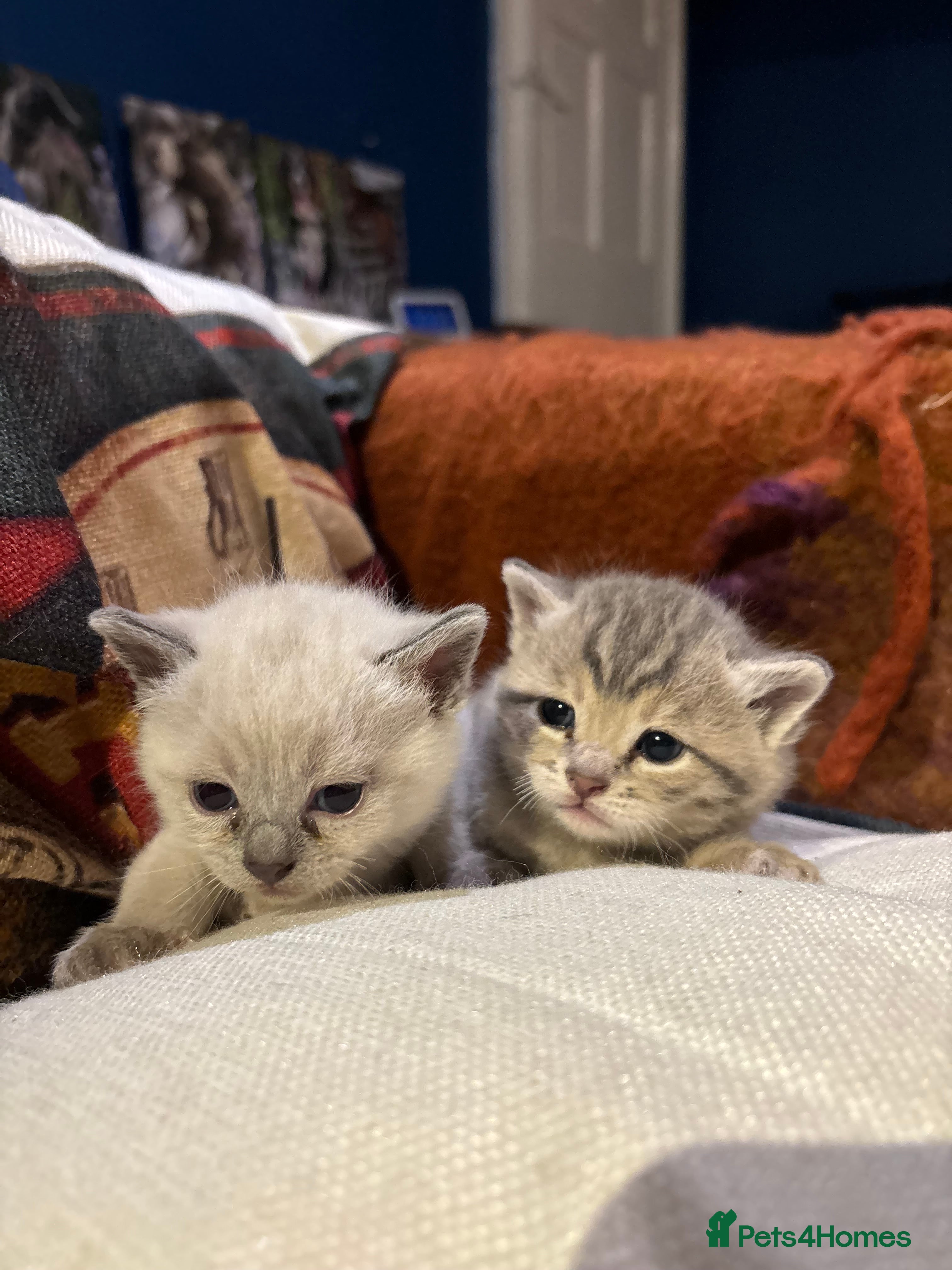 Bengal cats Stunning Blue Bengal Kittens - Advert 2