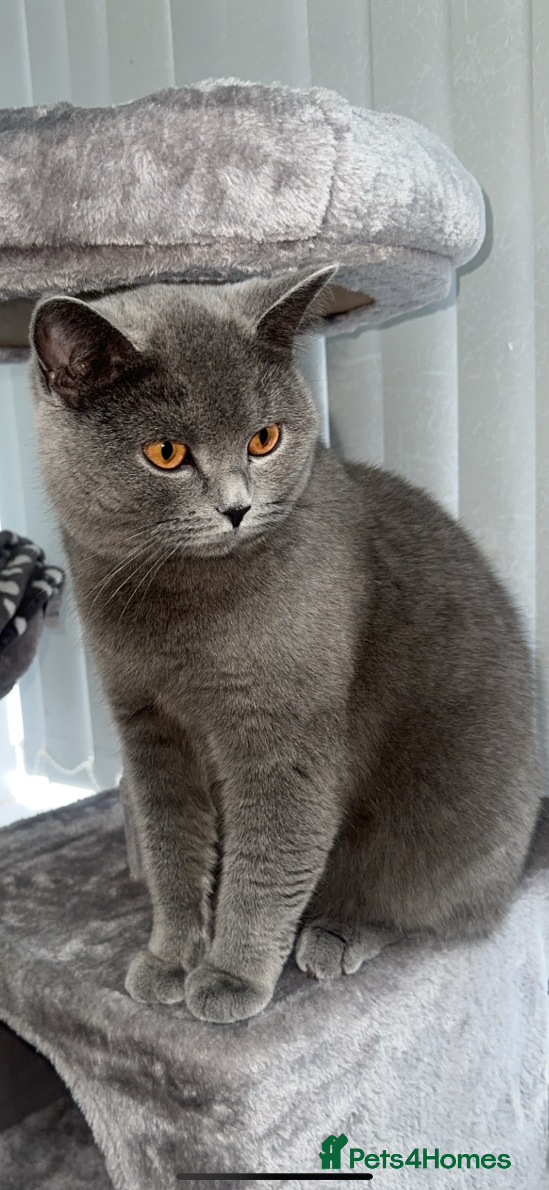 Scottish Fold cats for sale: Beautiful Scottish Fold Girls For Sale - Advert 1