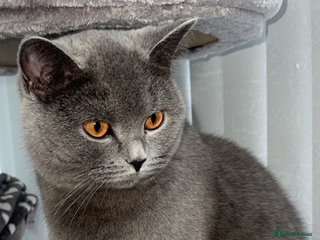 Scottish Fold cats Beautiful Scottish Fold Girls For Sale - Advert 2