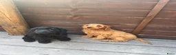 Cavapoo dogs for sale: Puppies ready to leave to their new loving homes - Advert 21