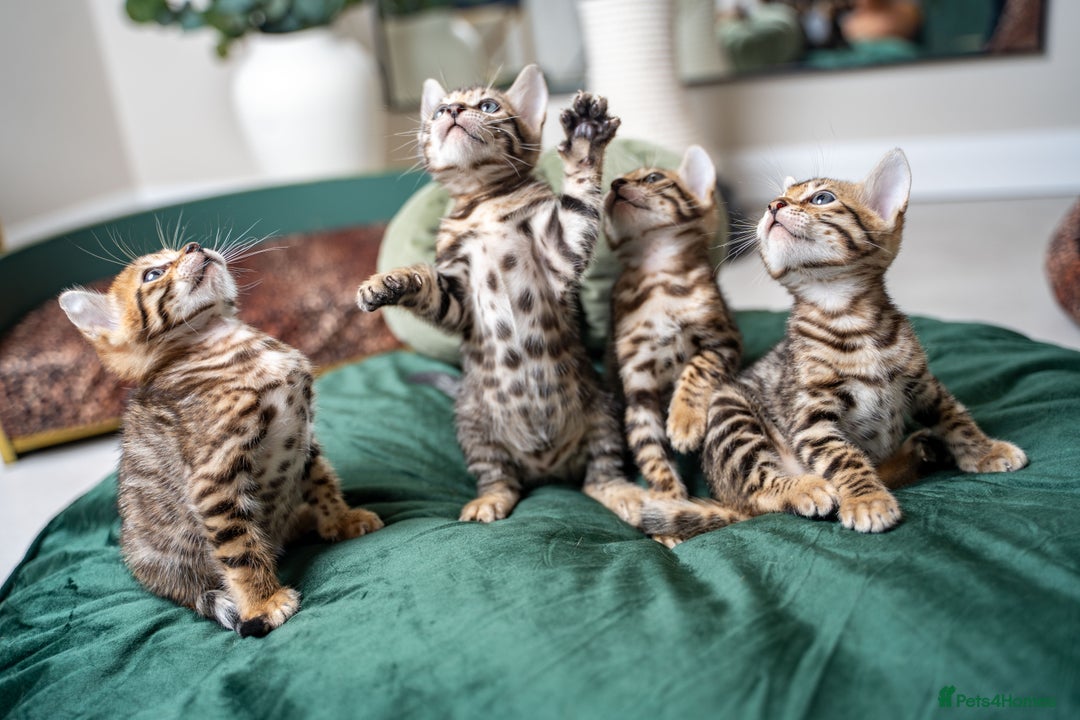 Bengal cats for sale: TICA-Certified Bengal Kittens, Show Quality - Image 7