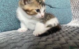 Mixed Breed cats for sale: KITTENS FOR SALE - Image 4